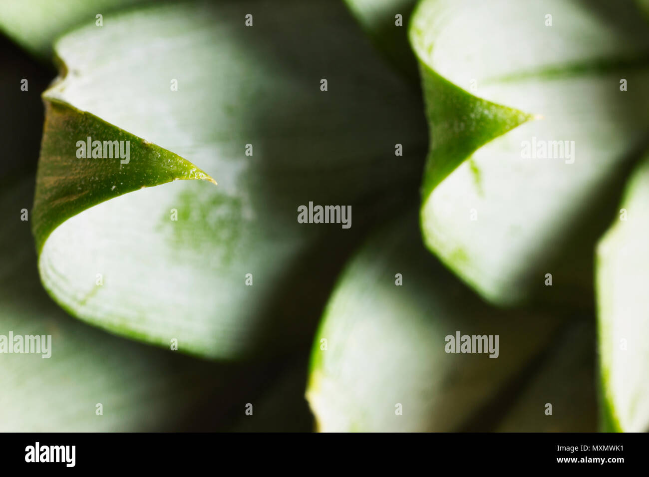 Corona di ananas margine spinoso dettaglio ,foto macro ,alto contrasto luce ,effetto grafico , Foto Stock