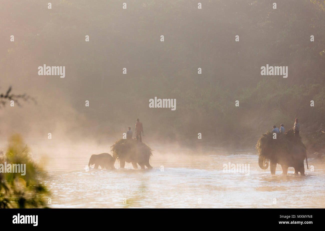 Lavorando elephant (Elephas maximus indicus) che attraversa un fiume all'alba, Chitwan il parco nazionale, sito Patrimonio Mondiale dell'UNESCO, Nepal, Asia Foto Stock