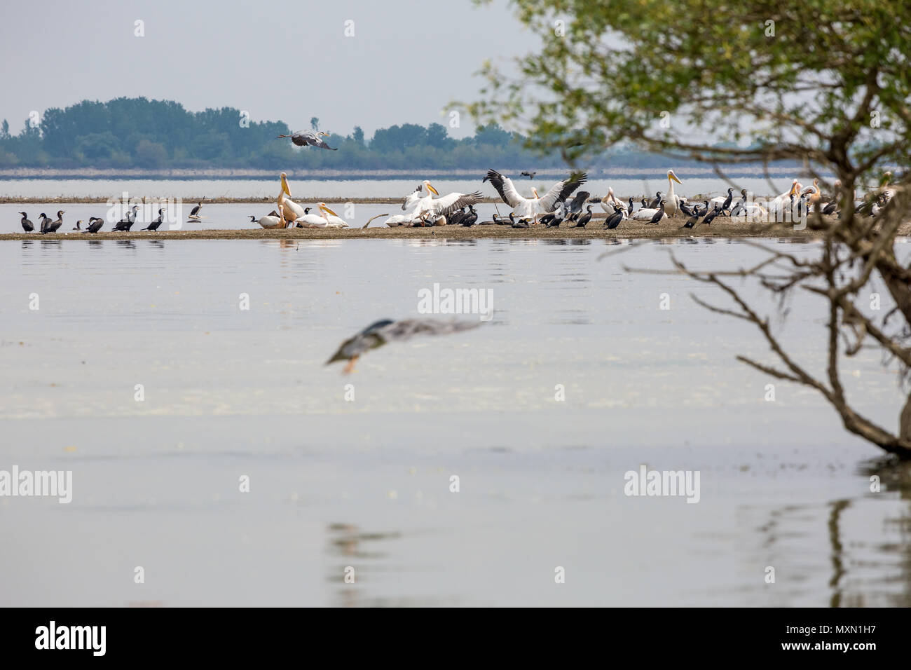 Pelican e colonie di cormorani coesistenti in pace nelle acque del lago di Kerkini, nel nord della Grecia. Airone cenerino uccello vola sopra di loro. Foto Stock