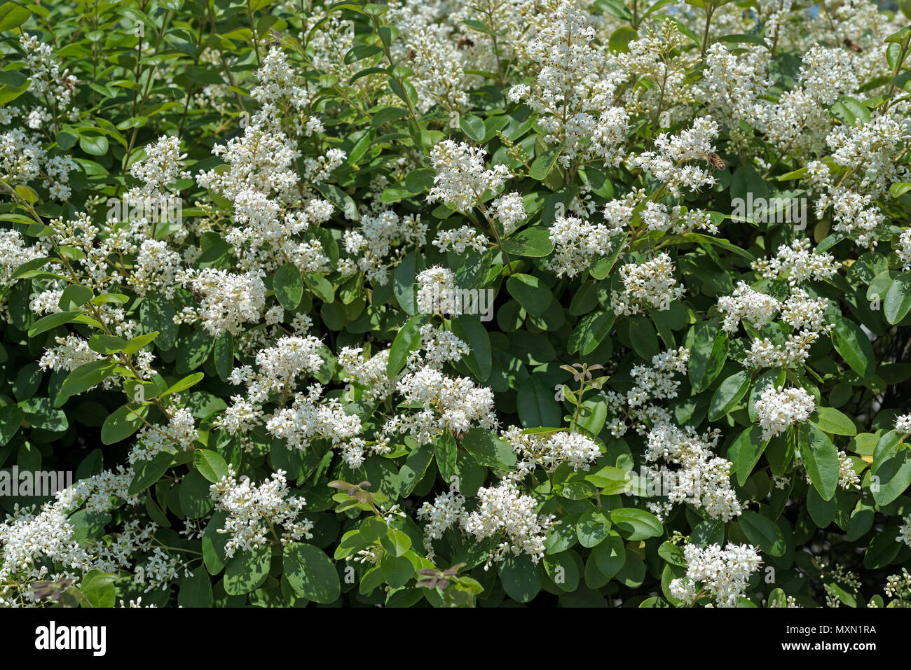 Fiori di ligustro. Foto Stock