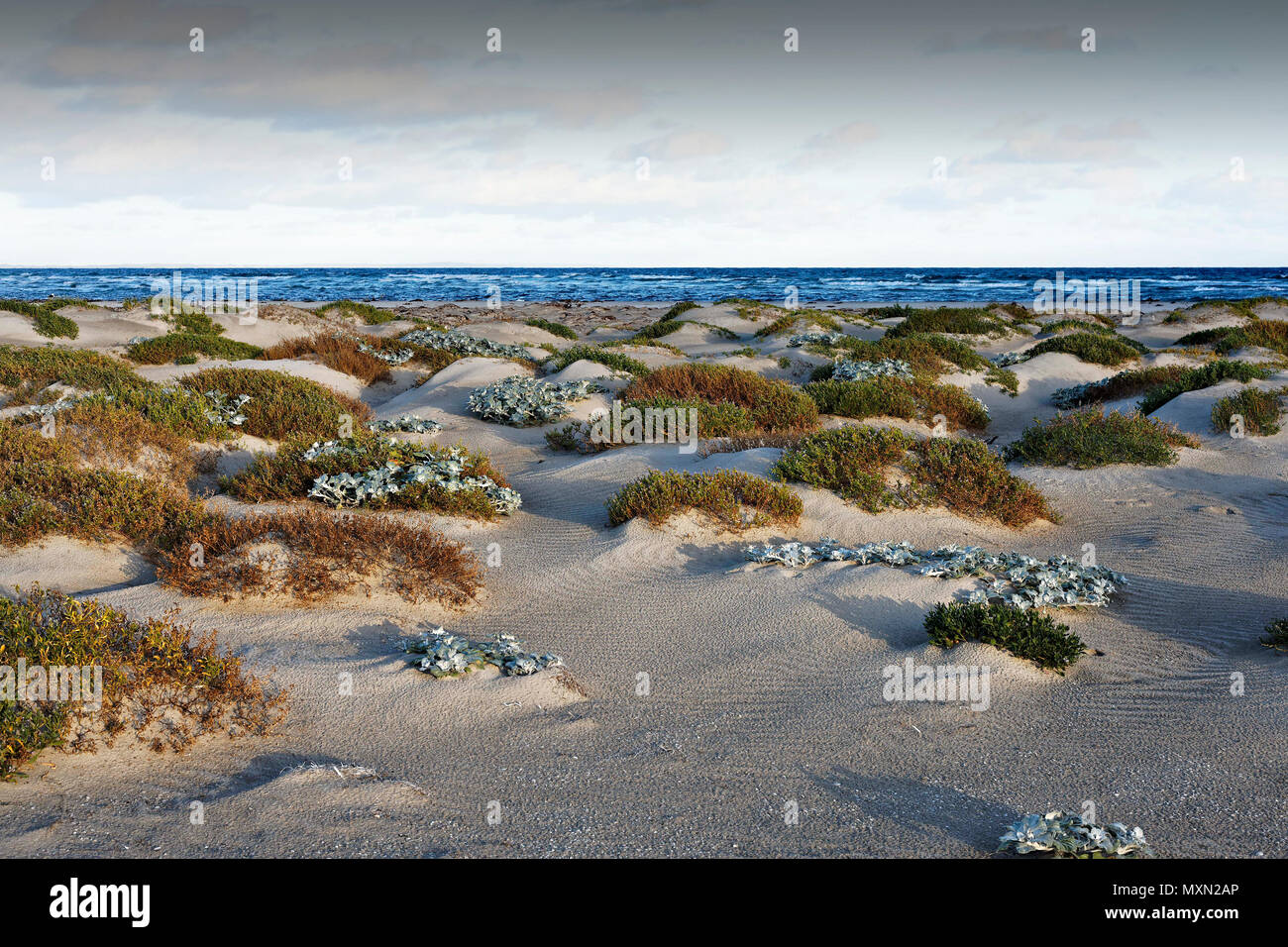 Dune marittime, Augusta Australia Occidentale Foto Stock