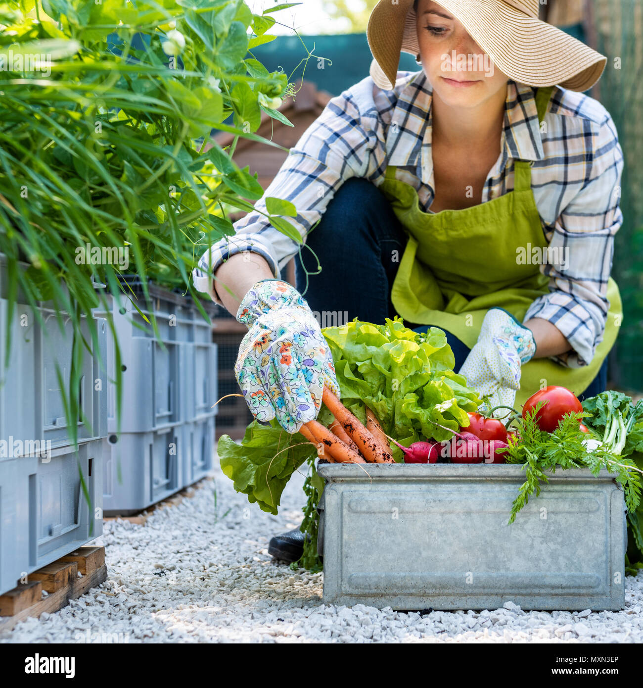 Bellissima femmina giovane agricoltore di fresco con ortaggi raccolti nel suo giardino. Homegrown bio produrre concetto. Proprietario di piccola impresa. Azienda agricola sostenibile. Foto Stock