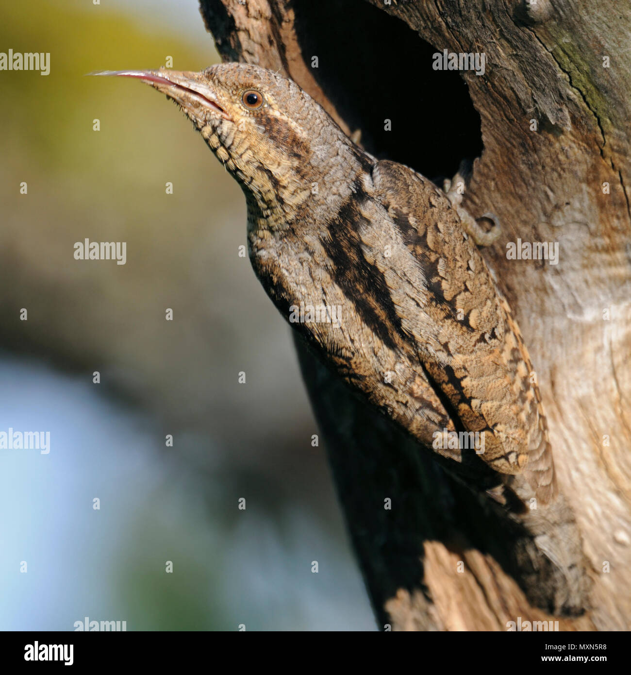 Eurasian spasmodico / Wendehals ( Jynx torquilla ) arroccato nella parte anteriore del suo foro di nido, mostrando, pulizia, sporgenti dalla sua lunga appiccicosa spinato lingua, Euro Foto Stock