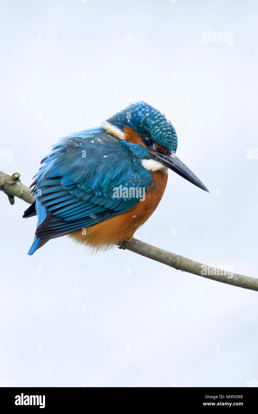 Eurasian Kingfisher ( Alcedo atthis ), maschio in inverno con i fiocchi di neve sulle sue piume, appollaiato su un ramo, caccia, guardando la preda, la fauna selvatica, Euro Foto Stock