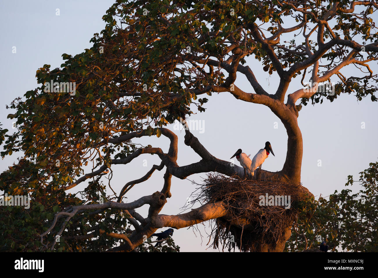 Una coppia di nidificazione Jabirus nel Pantanal del Brasile Foto Stock