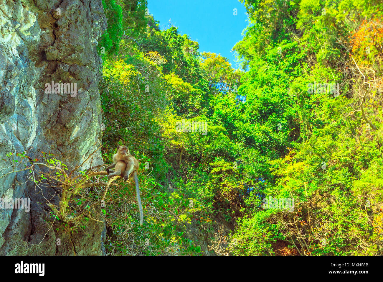 Una delle scimmie di Monkey Beach, sulla sommità di un albero in vegetazione tropicale di Ko Phi Phi Don, la principale isola di Phi Phi Islands, Krabi, Thailandia. Attrazione turistica e un posto bellissimo. Foto Stock