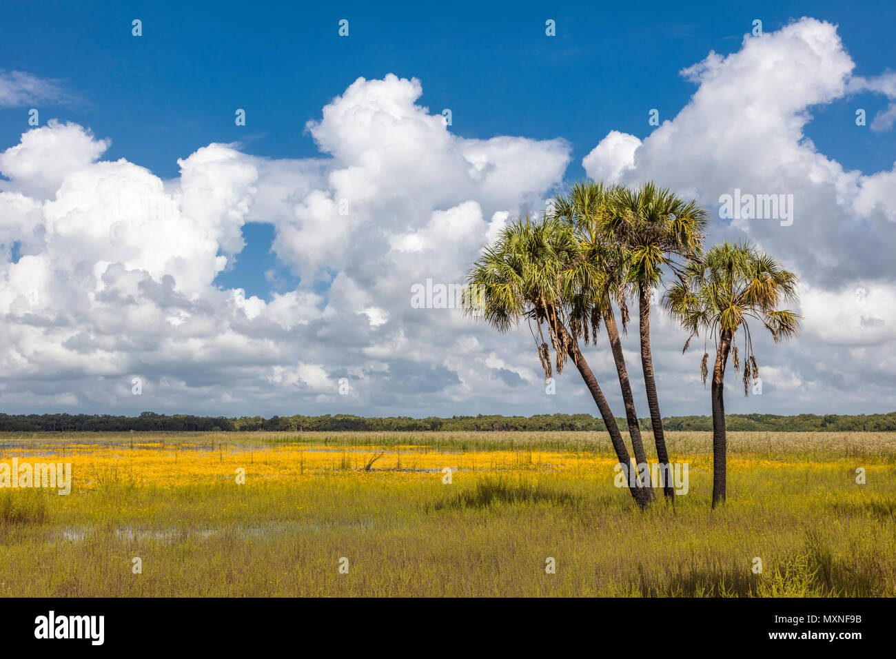 Alberi di Palma con campo di giallo Tickseed Florida o Coreopsis floridana in fiore in Myakka River State Park Sarasota Florida Foto Stock