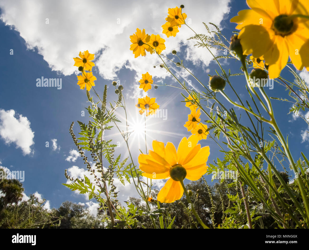 Giallo Tickseed Florida (Coreopsis floridana) in fiore da sotto contro un cielo blu in Myakka River State Park Sarasota Florida Foto Stock