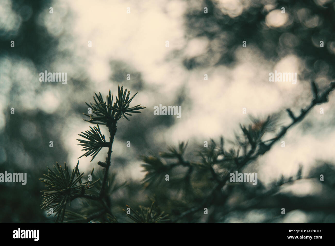 Piccole foglie di larix eurolepsis Foto Stock