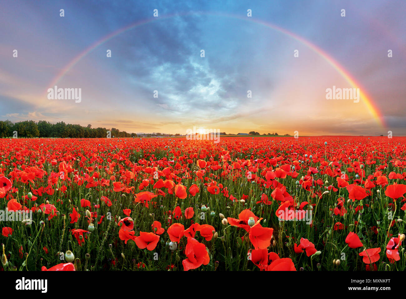 Rainbow panorama su campo di papavero Foto Stock