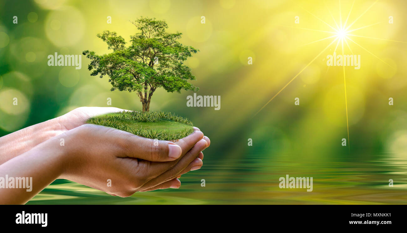 Ambiente per la Giornata della Terra nelle mani di alberi che crescono i semenzali. Bokeh sfondo verde femmina lato albero di trattenimento sulla natura di erba del campo della conservazione delle foreste Foto Stock