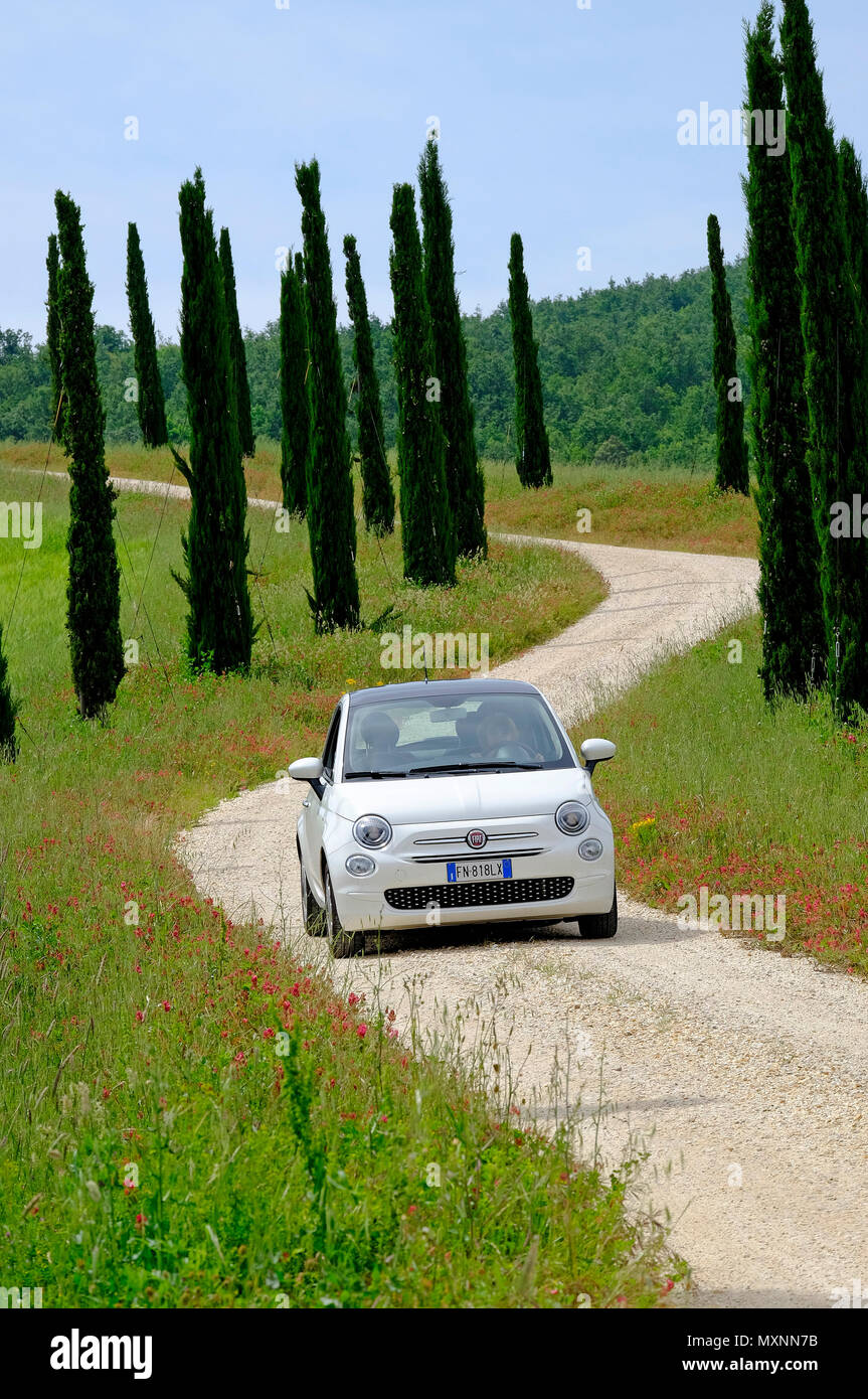 Fiat 500 di guida auto giù viale di cipressi, Toscana, Italia Foto Stock