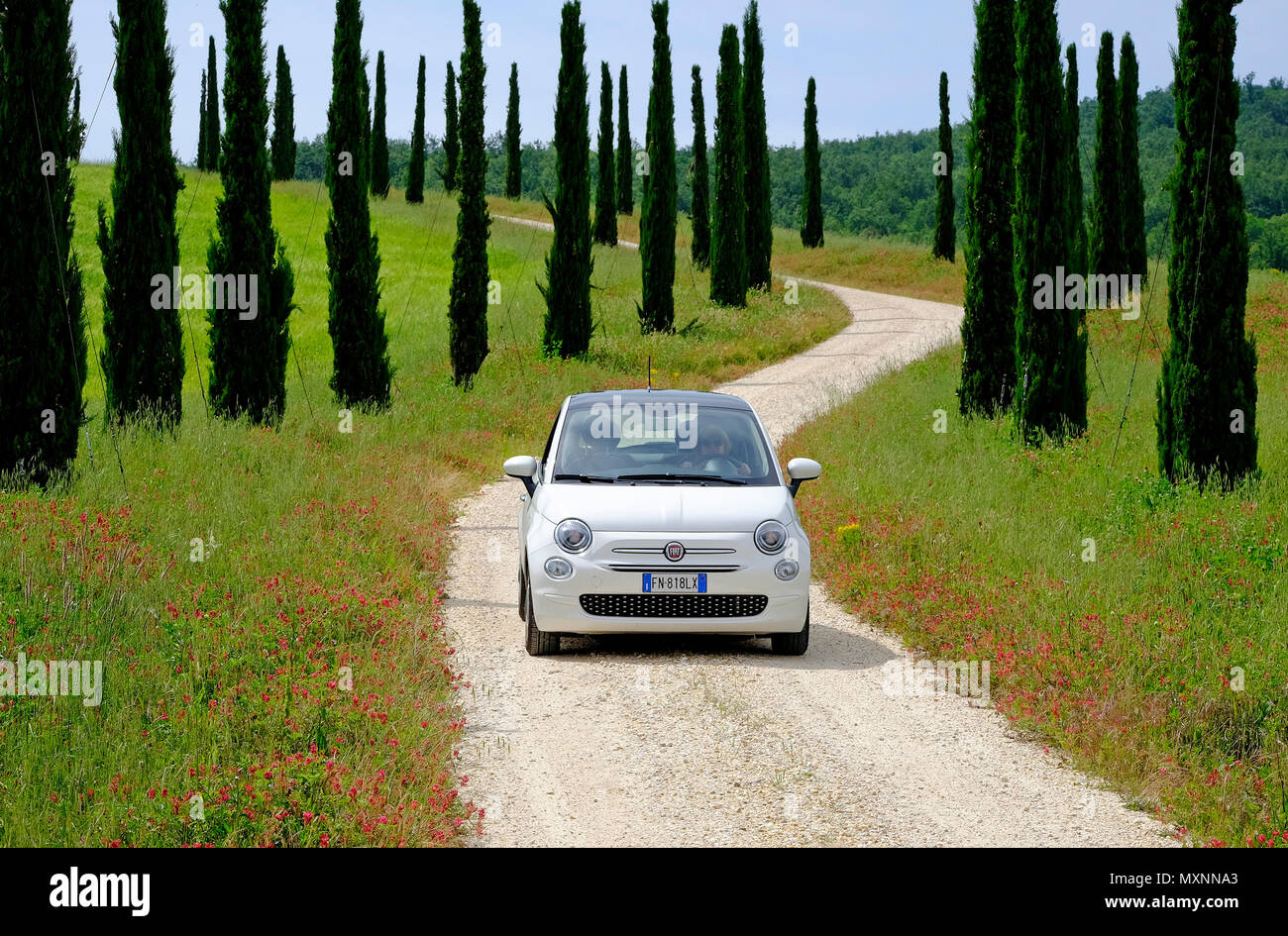 Fiat 500 di guida auto giù viale di cipressi, Toscana, Italia Foto Stock