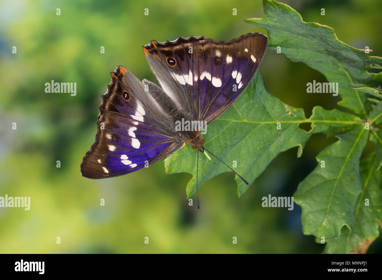 Großer Schillerfalter, Männchen, je nach Lichteinfall mit sichtbarem unterschiedlich Blauschiller, Apatura iris, viola l'imperatore, maschio, Le Grand Marte c Foto Stock