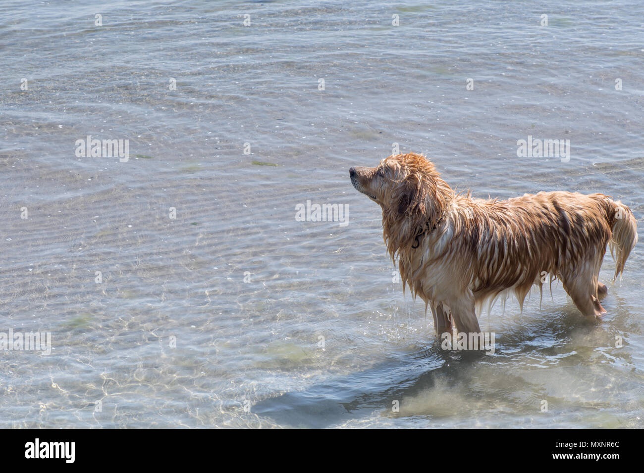 Cane bagnato in piedi in mare,istanbul,Paese Turchia Foto Stock