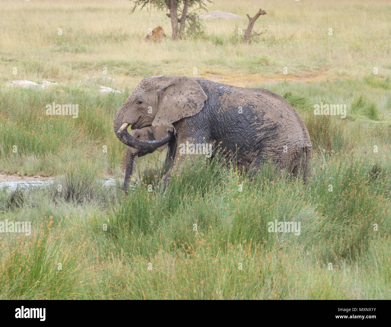 Elefante africano (Loxodonta africana) ad un annacquamento foronel Africa con un maschio di leone in background Foto Stock