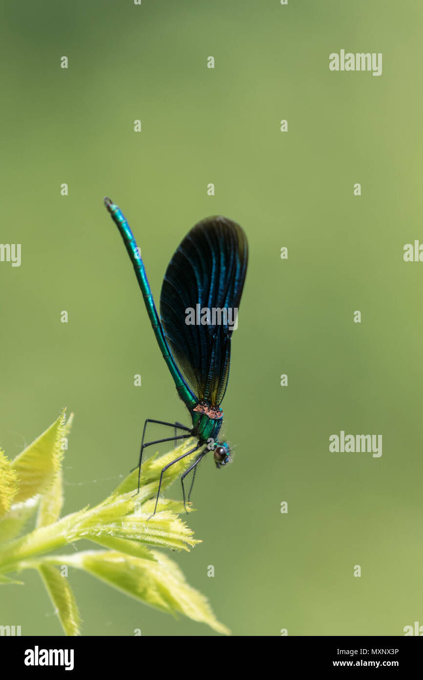 Belle demoiselle damselfly (Calopteryx virgo) appollaiato sulla vegetazione in una siepe in Worcestershire, Inghilterra. Foto Stock