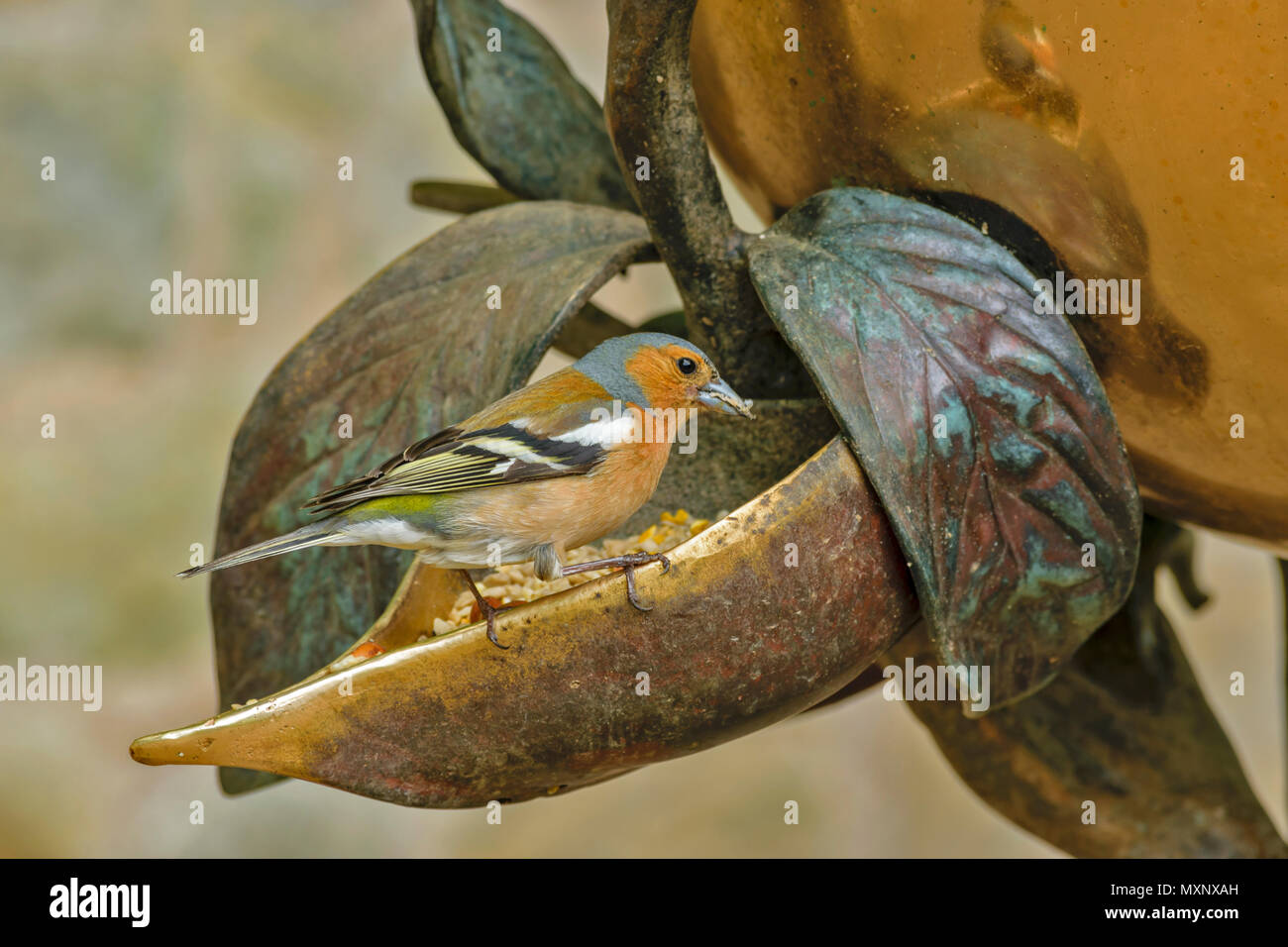 CAWDOR CASTLE Nairn Scozia giardino esotico mondo Bird Feeder con alimentazione fringuello Foto Stock