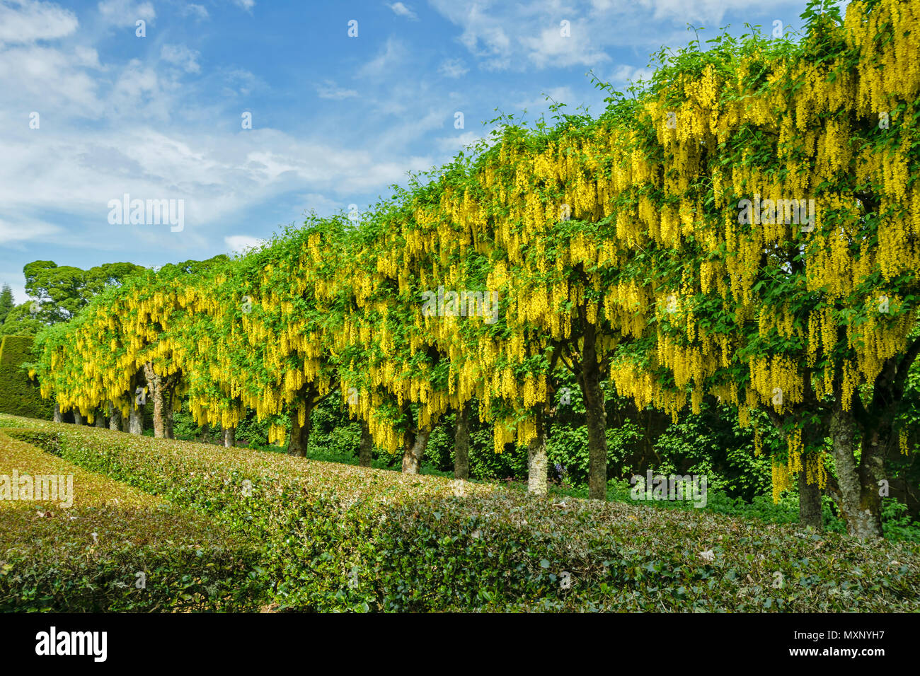 CAWDOR CASTLE Nairn Scozia fila di maggiociondoli alberi e fiori di colore giallo nel giardino murato Foto Stock
