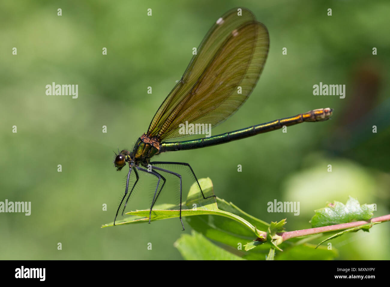 Belle demoiselle damselfly (Calopteryx virgo) appollaiato sulla vegetazione in una siepe in Worcestershire, Inghilterra. Foto Stock