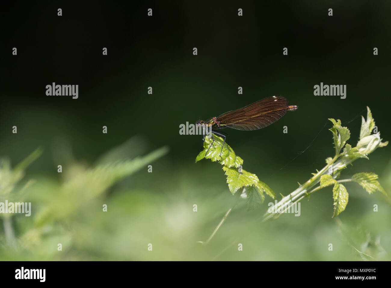 Belle demoiselle damselfly (Calopteryx virgo) appollaiato sulla vegetazione in una siepe in Worcestershire, Inghilterra. Foto Stock