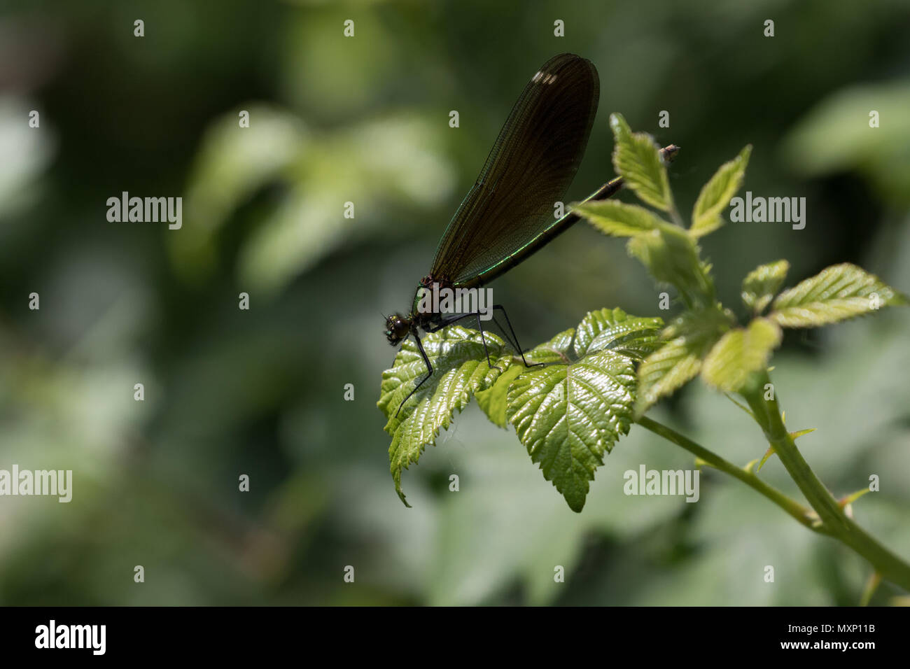 Belle demoiselle damselfly (Calopteryx virgo) appollaiato sulla vegetazione in una siepe in Worcestershire, Inghilterra. Foto Stock