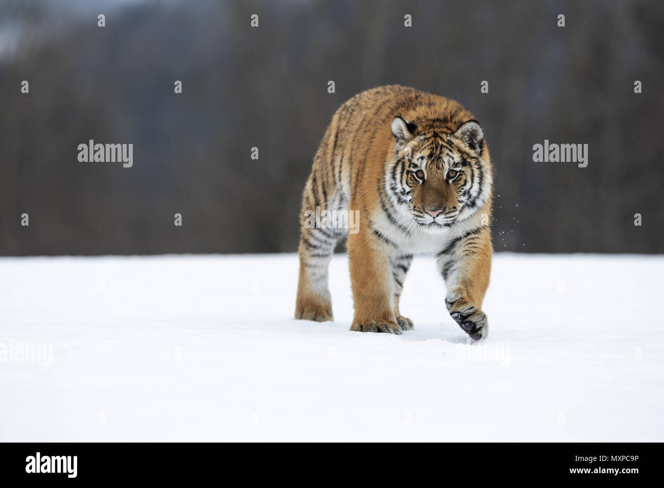 Siberian (Amur) tiger, (Panthera tigris tigris) Foto Stock