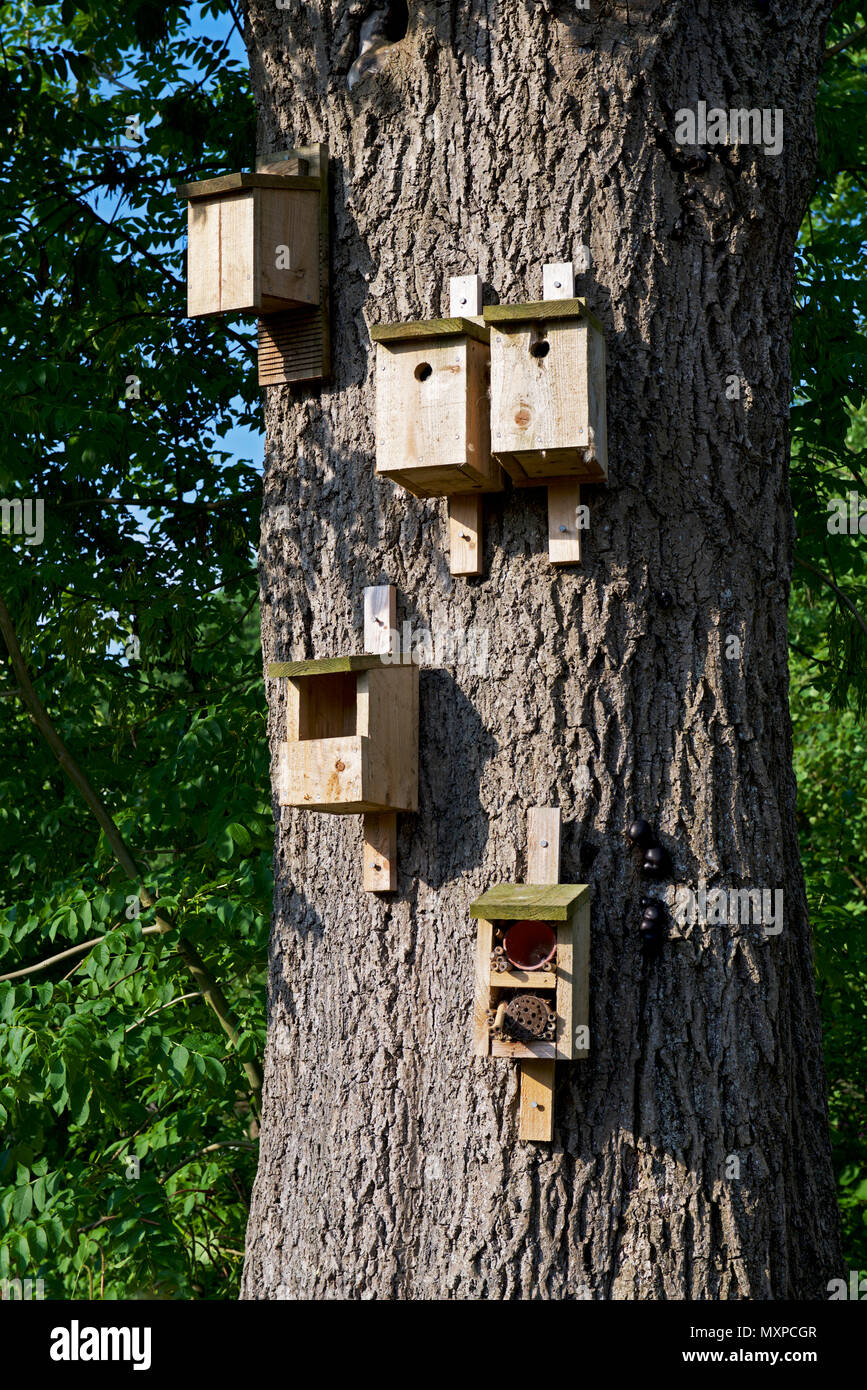 Scatole di nido su albero, England Regno Unito Foto Stock