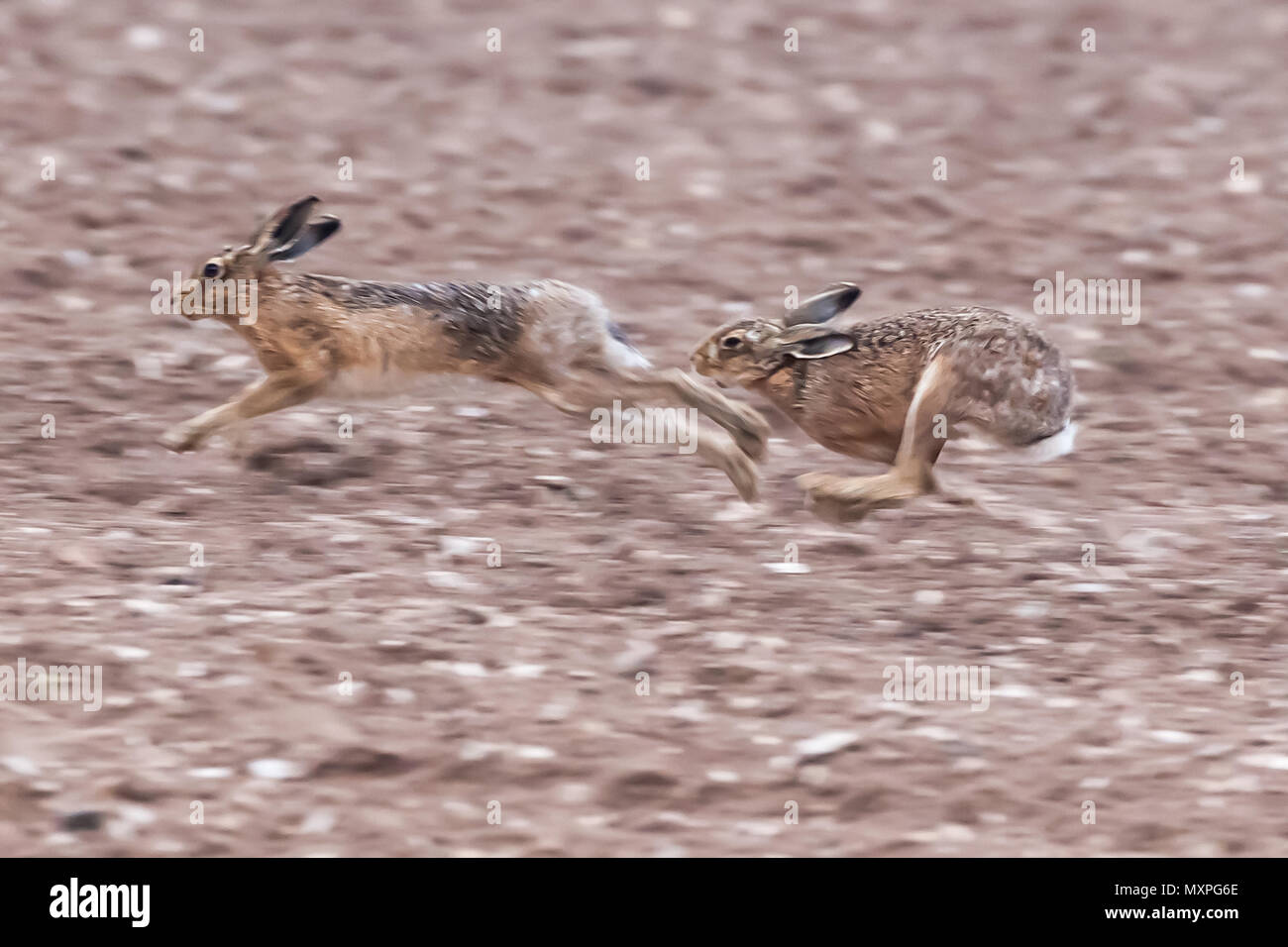 Esecuzione di lepri marrone attraverso un campo di sporco in Norfolk durante la stagione di accoppiamento. Animali selvatici catturati in velocità durante un inseguimento Foto Stock
