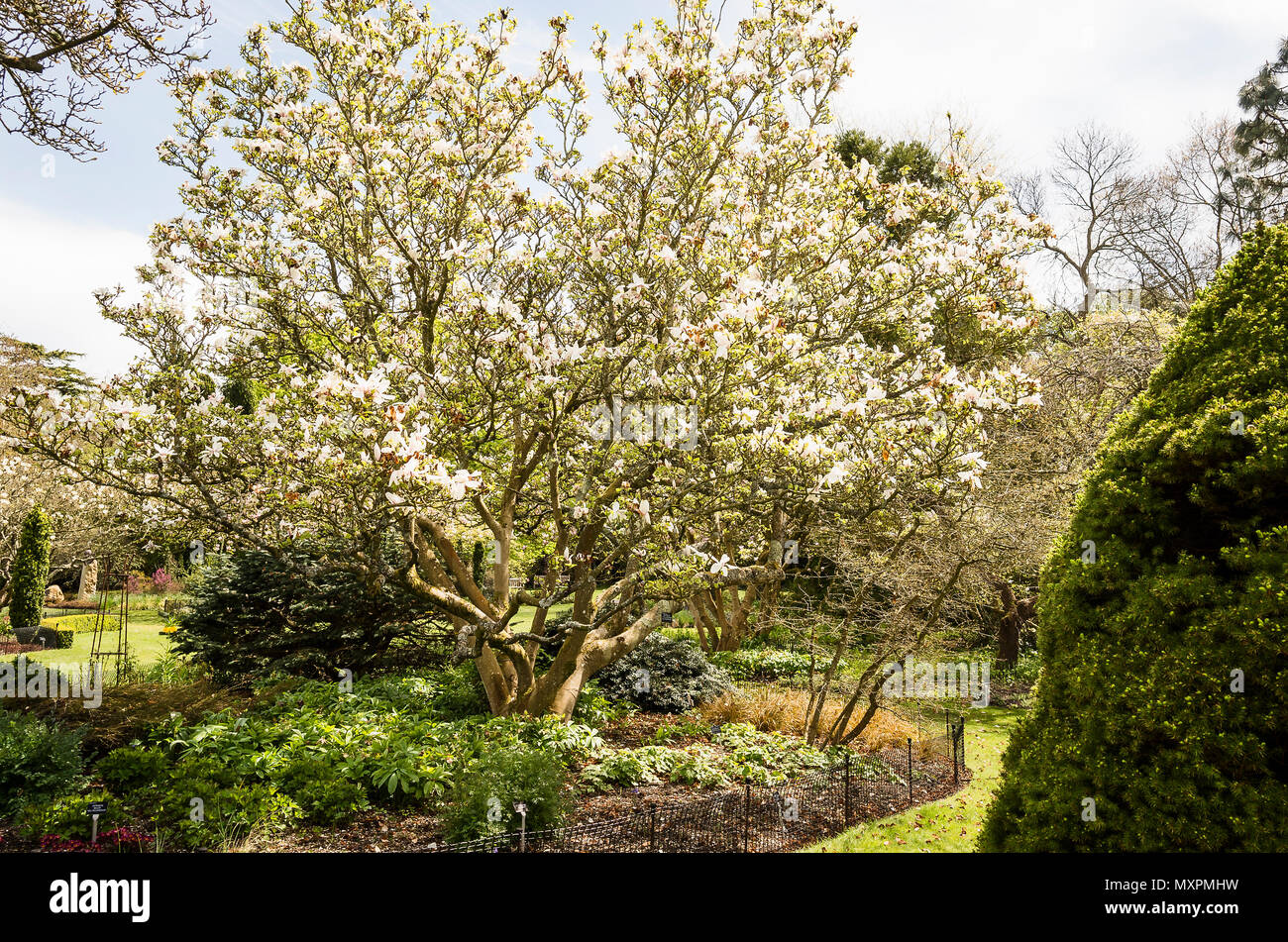 X Magnolia soulangeana Alexandrina fioritura nel Hillier arboretum in Inghilterra Hampshire REGNO UNITO Foto Stock