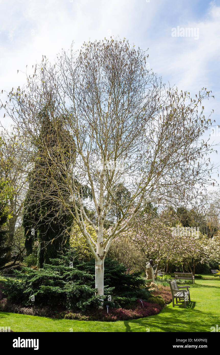 Betula utilis var. Jacquemontii Grayswood Ghost in tarda primavera in un inglese Woodland Garden Foto Stock