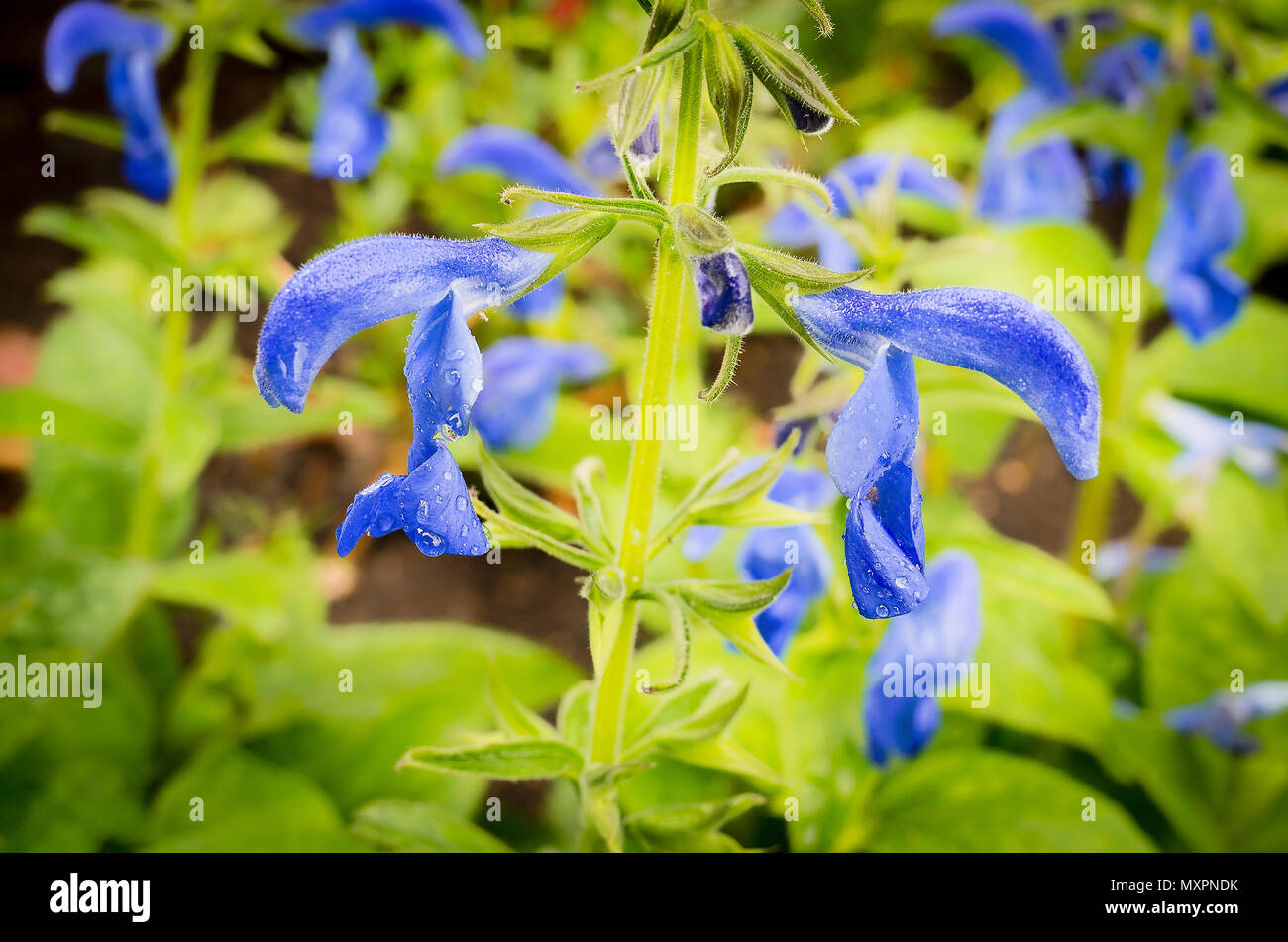 La Salvia angelo blu in fiore nel Regno Unito a inizio estate Foto Stock