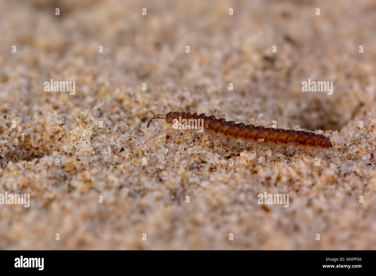 Pietra, centipede Lithobiomorpha, passeggiate lungo la sabbia mentre la caccia in tramoggia a sabbia fori in prossimità del litorale in giugno, Scozia. Foto Stock