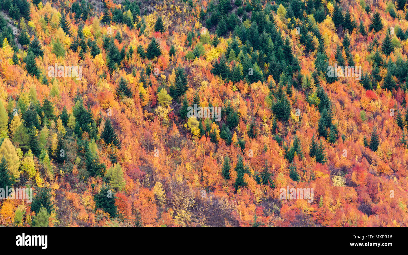 Sfondo - colori autunnali nella foresta Foto Stock