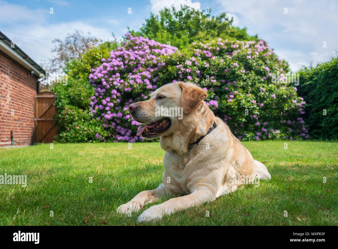 Il Labrador cane in giardino Foto Stock