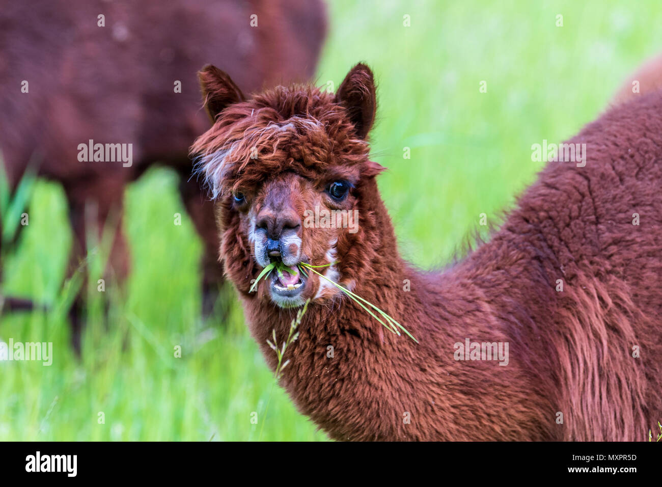 Llamas nel campo, addomesticati South American camelid Foto Stock
