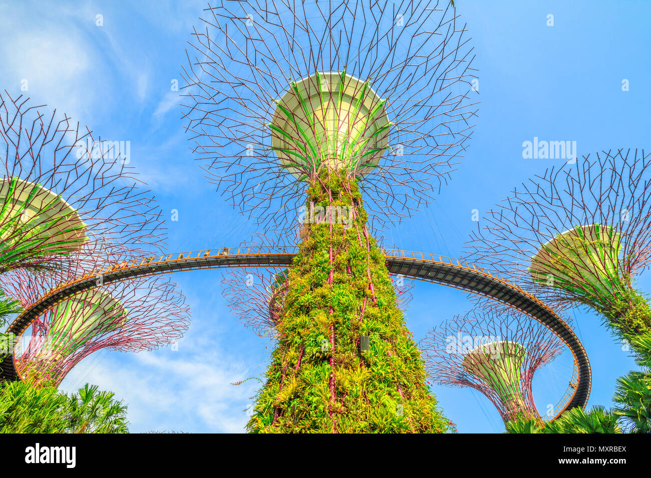 Singapore - Aprile 29, 2018: vista dal basso del Supertree Grove con ponte sopraelevato a Giardini in baia su una bella giornata di sole con cielo blu. Famosa attrazione turistica in area di Marina Bay, Singapore. Foto Stock