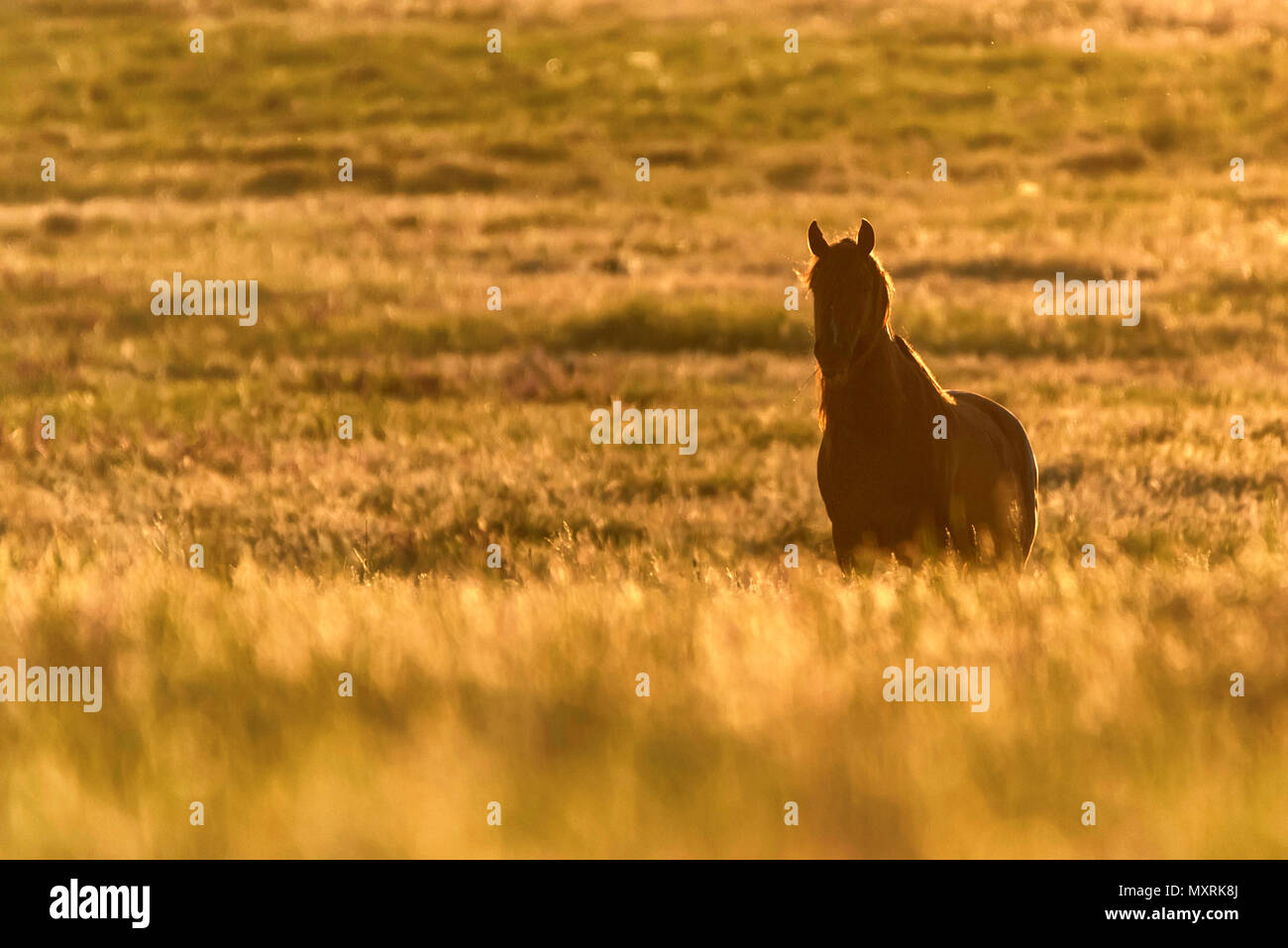 Wild Horse sfiora nel prato al tramonto Foto Stock