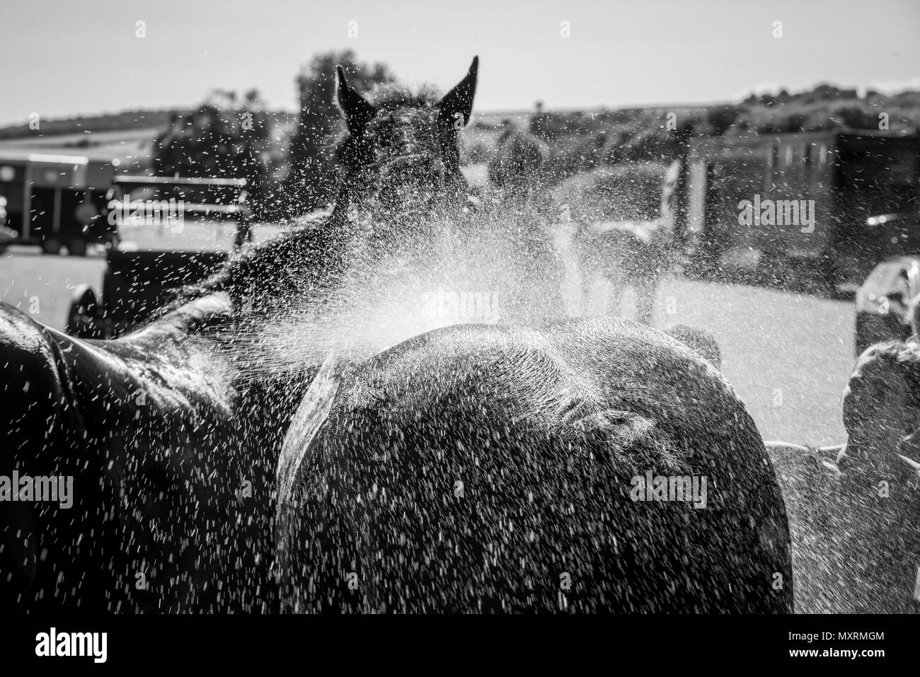 Un grande cavallo è raffreddato con acqua in un giorno caldo dopo aver eseguito all'Weald and Downland museo vivente in Singleton, West Sussex, Regno Unito. Foto Stock