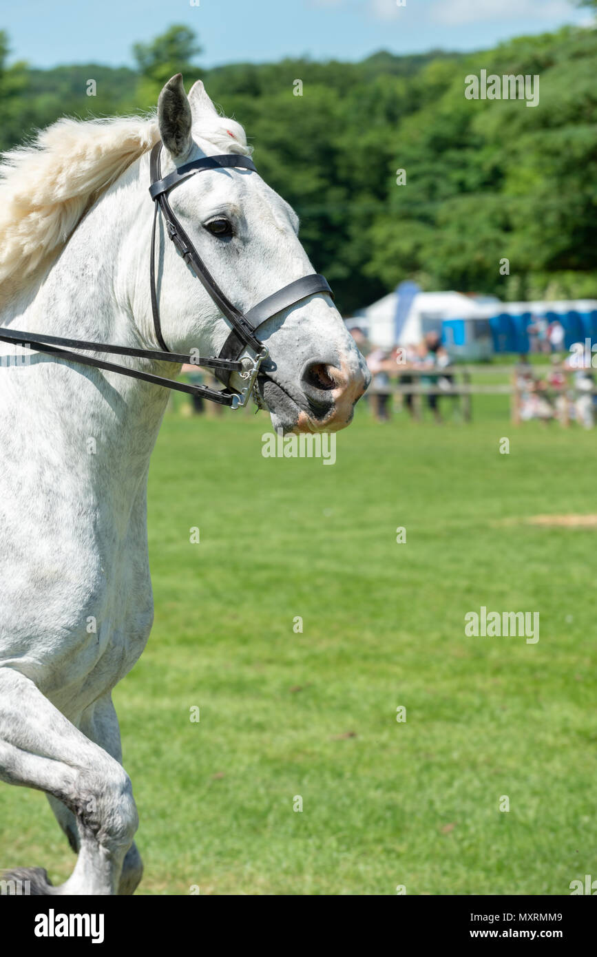 Una bella e grande Percheron cavallo al galoppo lungo un campo al Weald and Downland museo vivente in Singleton, West Sussex, Regno Unito. Foto Stock