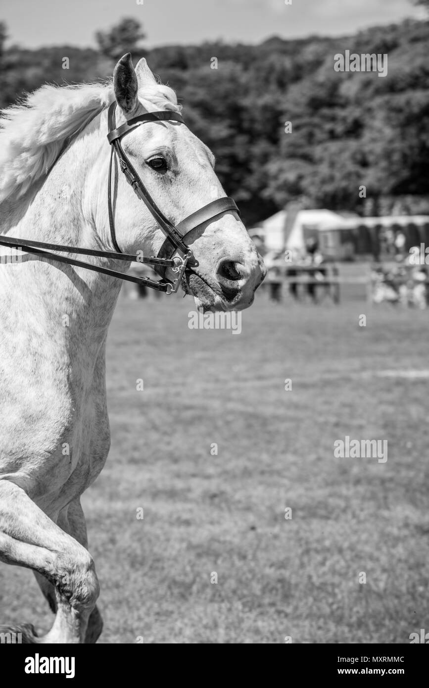 Una bella e grande Percheron cavallo al galoppo lungo un campo al Weald and Downland museo vivente in Singleton, West Sussex, Regno Unito. Foto Stock