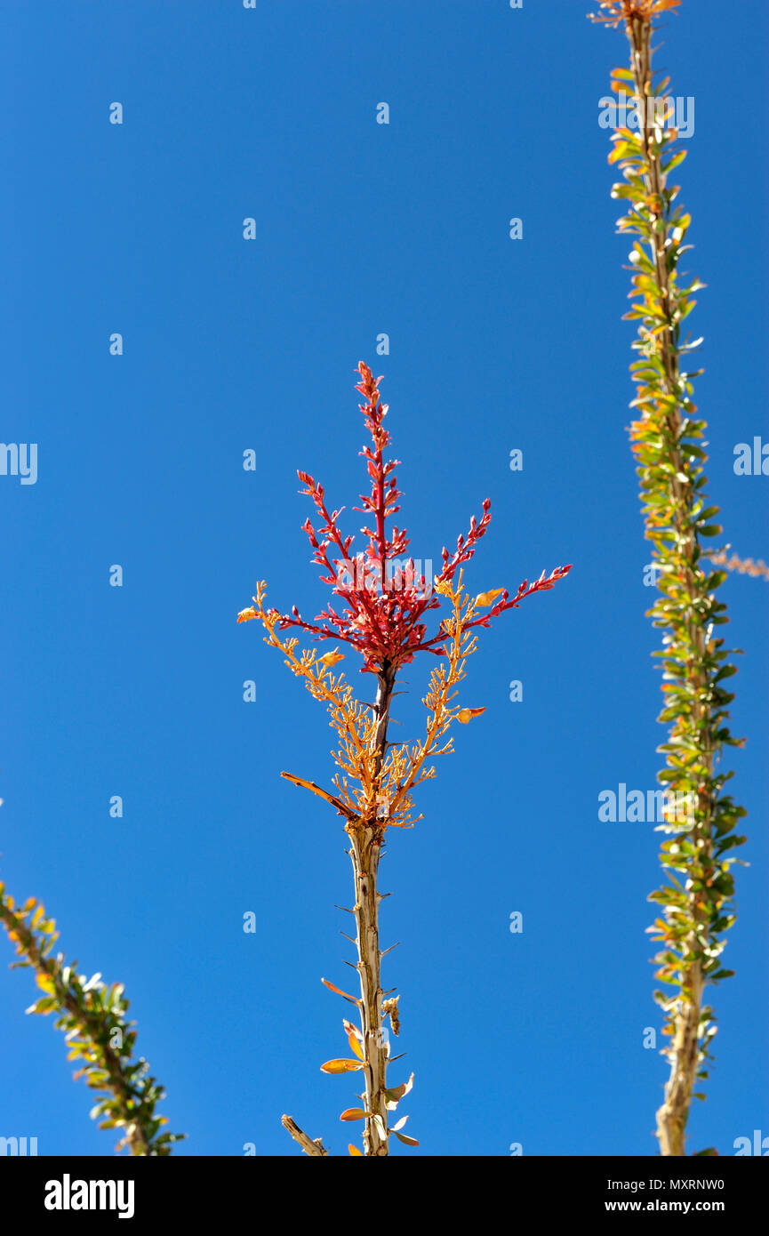 Ocotillo blossom, Font di lavaggio, Anza-Borrego Desert State Park, CA, 110220_39411 Foto Stock