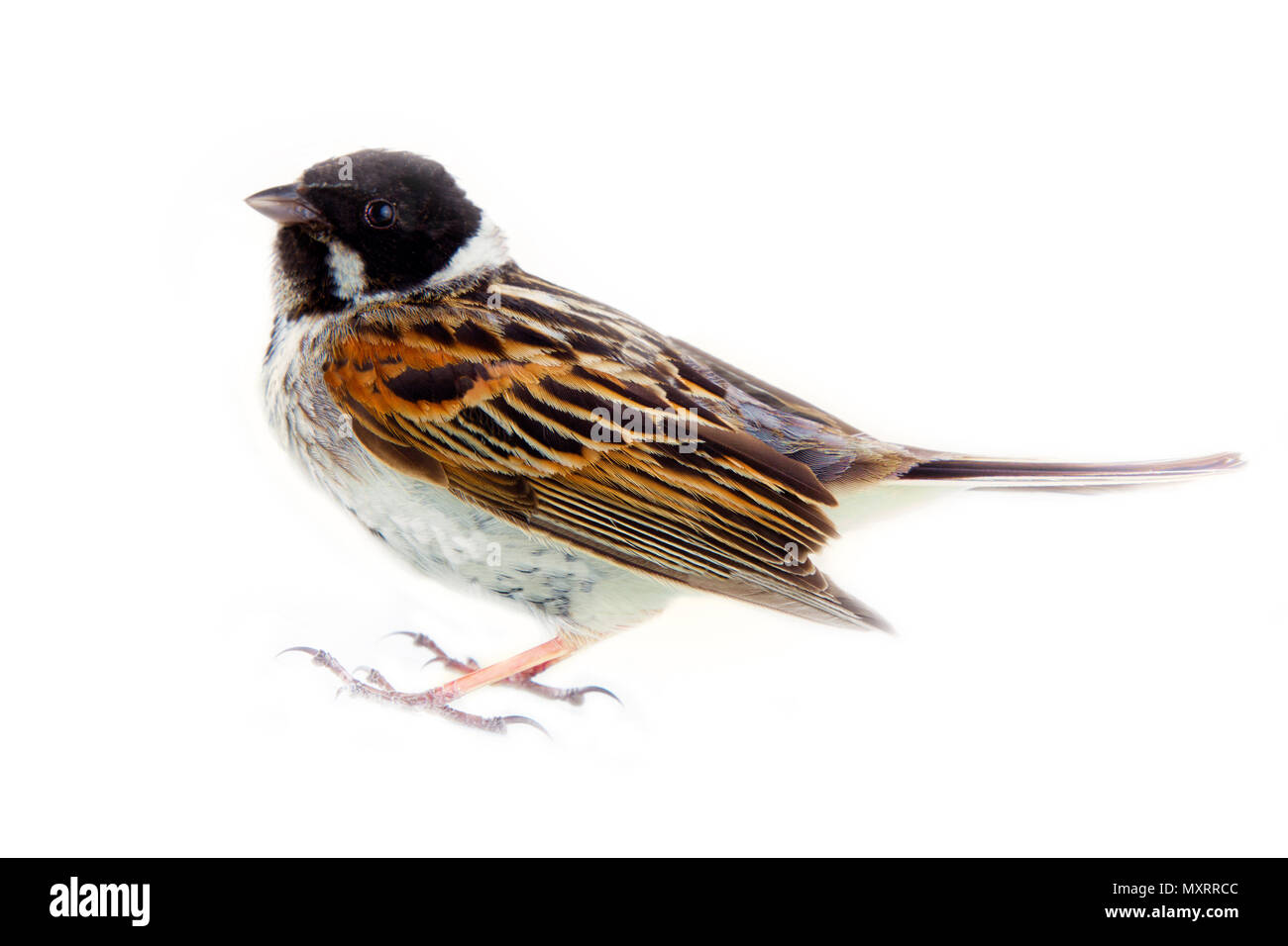 Voce maschile Reed Bunting, capinera (Emberiza schoeniclus, maschio) arbusto bird, abitante delle paludi con erba e sedge Foto Stock