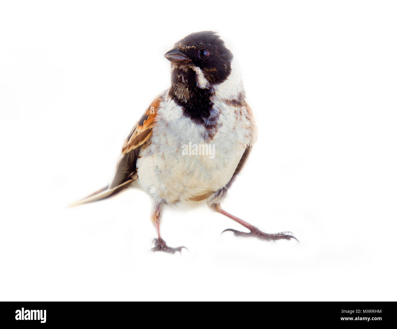 Voce maschile Reed Bunting, capinera (Emberiza schoeniclus, maschio) arbusto bird, abitante delle paludi con erba e sedge Foto Stock