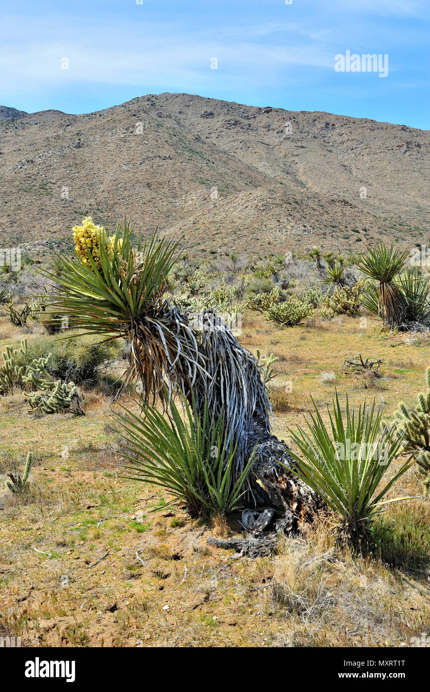Fioritura di Yucca, Cool Canyon, Anza-Borrego Desert State Park, CA, Stati Uniti d'America 120328 30223 Foto Stock