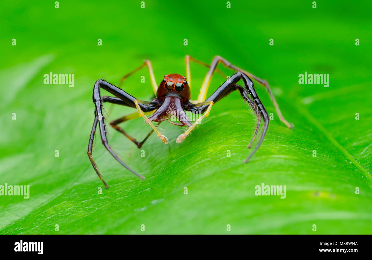 Con ganasce larghe jumping spider sulla foglia. Foto Stock