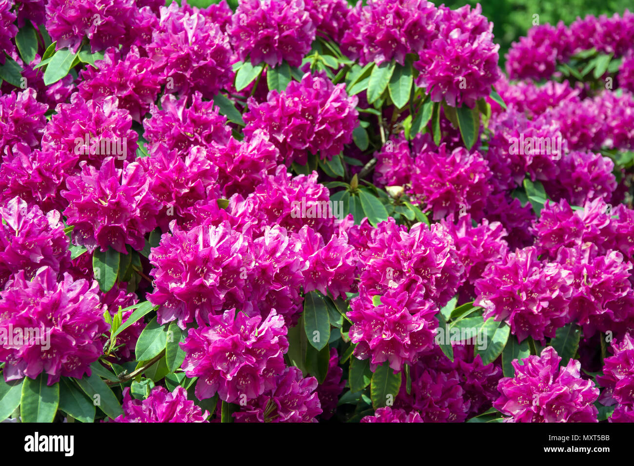 Boccola di rododendro coperto con una massa di fiori viola Foto Stock