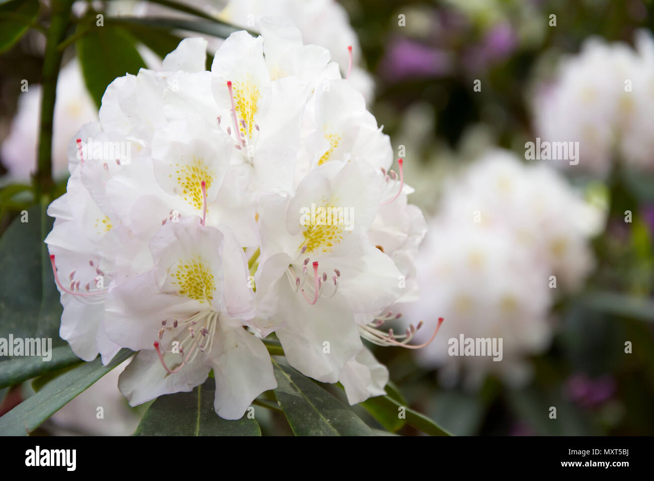 Primo piano di un bianco fiore di rododendro con ovaie e filamenti Foto Stock