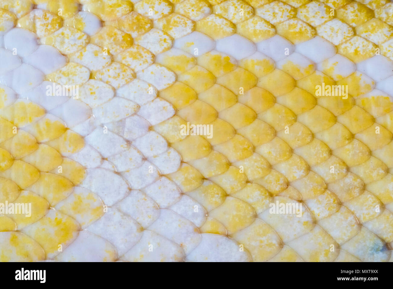 Macro close up, Golden Thai (Python Python bivittatus) snake la texture della pelle. Foto Stock