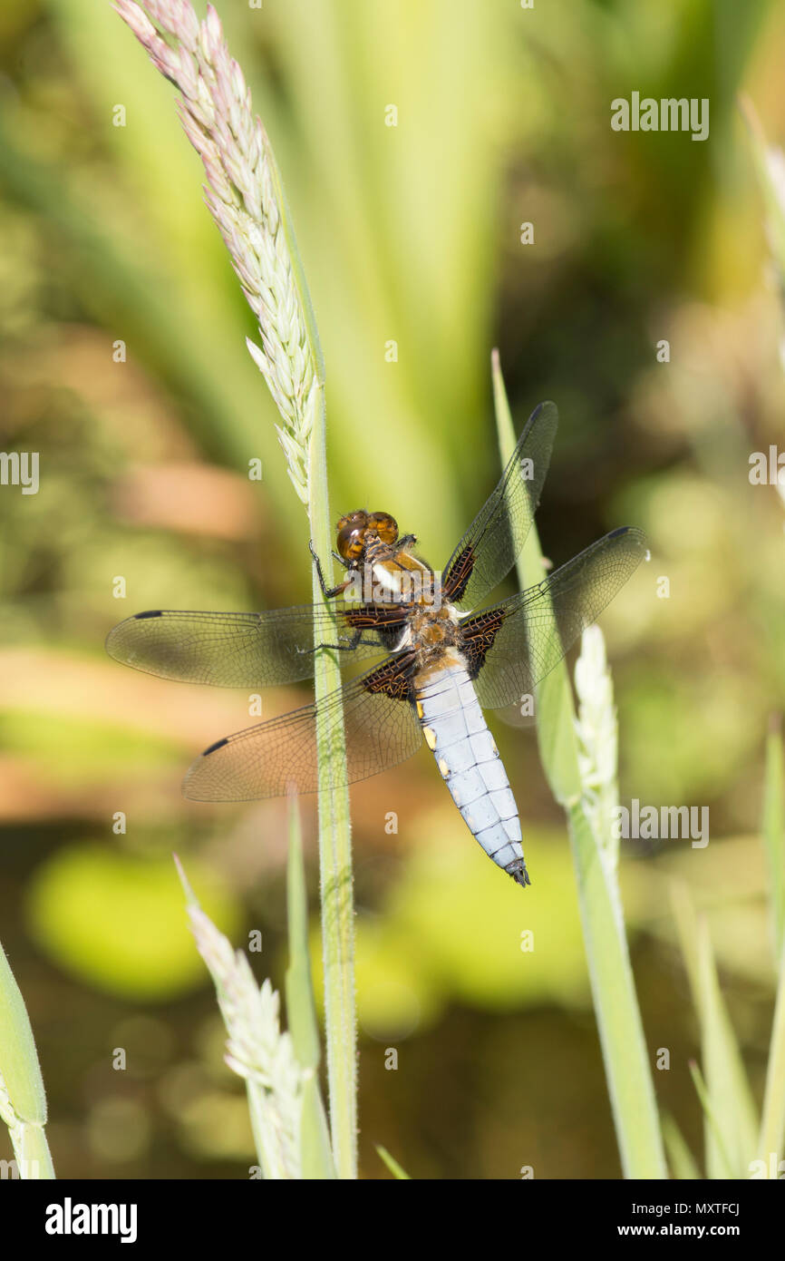 Libellula, ampia corposo chaser, Libellula depressa, maschio, Sussex, Regno Unito, maggio Foto Stock